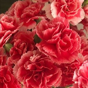 Meet your Posher, Lenny